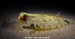 ? by Marc Van Den Broeck 